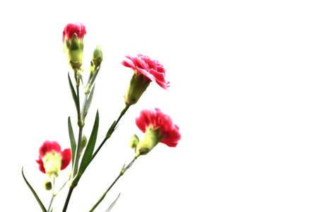 Carnation flowers isolated on white background with space for text.の写真素材