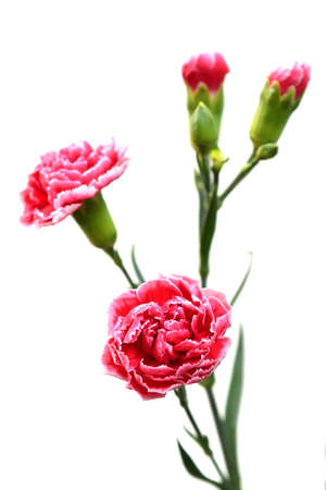Beautiful pink carnation flowers isolated on white background. Close upの写真素材