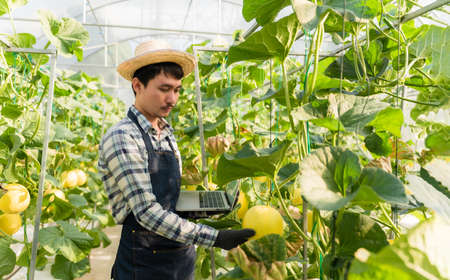 Asian man farmer wearing apron with hat standing hold computer laptop watching pest and check growth...