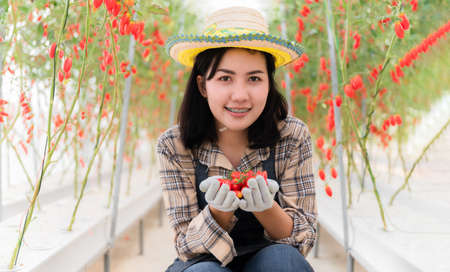 Portrait of happy Asian woman farmer wearing apron and braces teeth sitting holding cherry tomato in...