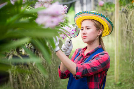 Beautiful farmers woman holding magnifier for checking pest and growth of orchid flower in organic farm. Asian female gardener using magnifying glass checking ascocenda orchid flower in greenhouse.の写真素材