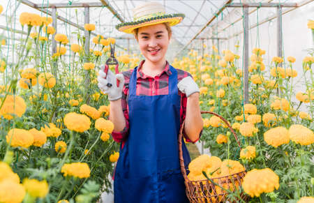 Happy asian woman standing with holding pruning shears and yellow marigold basket for prepare sale in greenhouse. Female farmer harvest calendula flower in farm. Business owner and startup concept.の写真素材