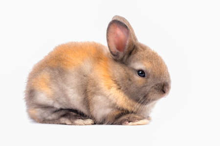 Little pretty brown rabbit isolated on white background.