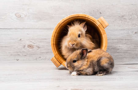 Mom rabbit sleep in wooden bucket and baby rabbit sleep front bucket on wood background.の写真素材