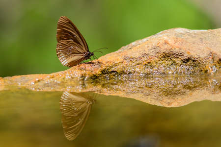 Beautiful common indian crow butterfly (Euploea core) species in Thailand.の写真素材