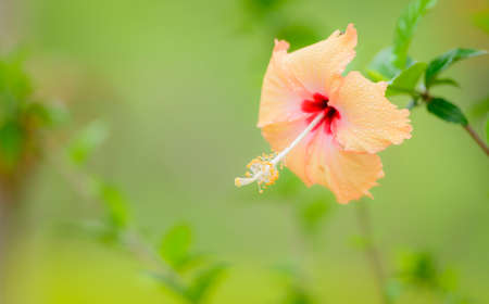 Yellow hibiscus flower blooming in garden on blurred nature backgroundの写真素材