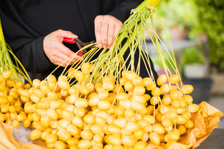 Close up of female's hand Muslim holding pruning shears to cutting fresh yellow dates palm fruit branch which is agricultural produce for retail selling to domestic customer. Barhi yellow dates palm.の写真素材
