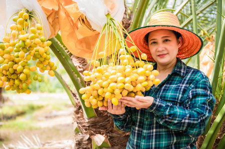 Portrait of happy Asian woman farmer standing holding and showing fresh dates palm bunch from a tree...