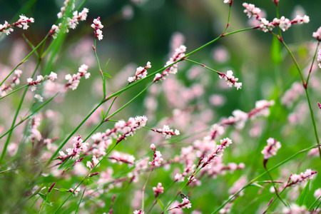 Spring flowerの写真素材