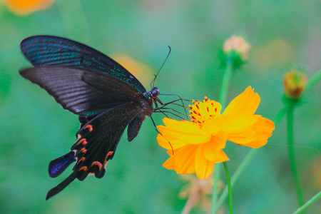 Butterfly with flowerの写真素材