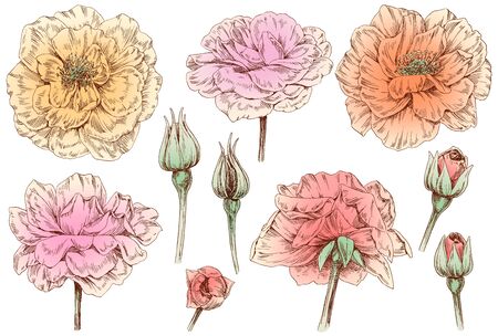 Hand drawn, flowers and leaves illustrationsの写真素材