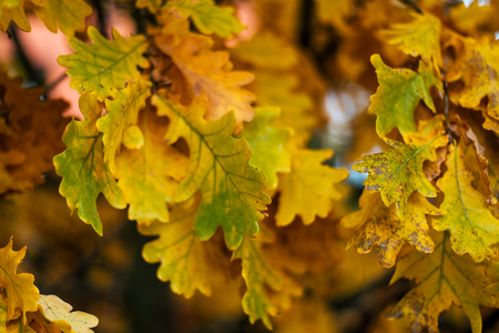 Autumn leaves from tree duma. Autumn weather. Brown yellow leaves on a branch. Background nature in October.の写真素材