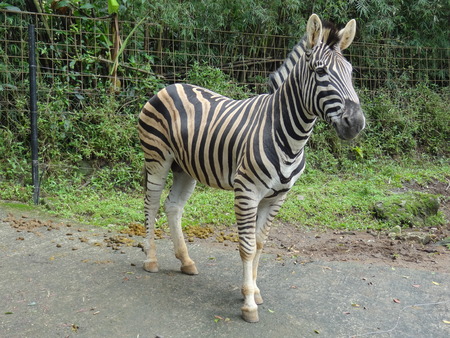 Zebra is walking on the road  You can see its leftover excrement on the behind of its bodyの写真素材