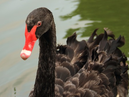 Black Swanの写真素材