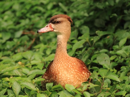 Brown Duck sitting on the grass fieldの写真素材