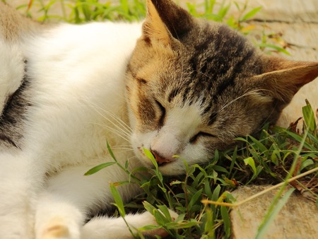 Sleeping Cute Catの写真素材