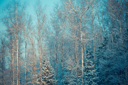 Winter forest with snow covered trees and blue sky - retro vintage effectの写真素材