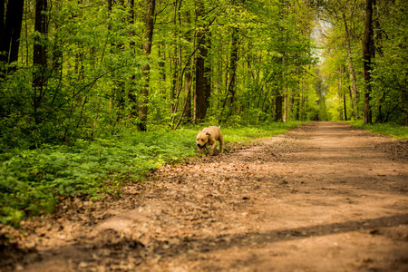 A dog is walking on a dirt road through the green forest.の写真素材