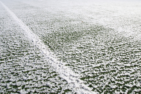 Green growing grass in snow. backgroundの写真素材