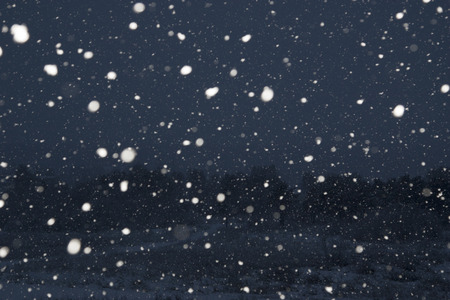 Snowy forest on Christmas nightの写真素材