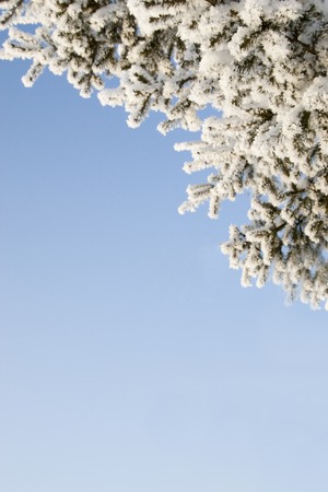 Winter forest with snow on trees