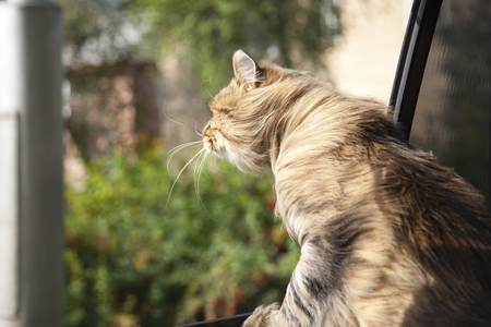 Head Cat  out of a car window  in motion. summerの写真素材