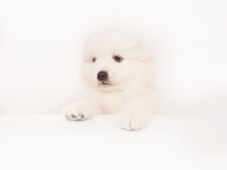 fluffy Japanese Spitz on a white background.の写真素材