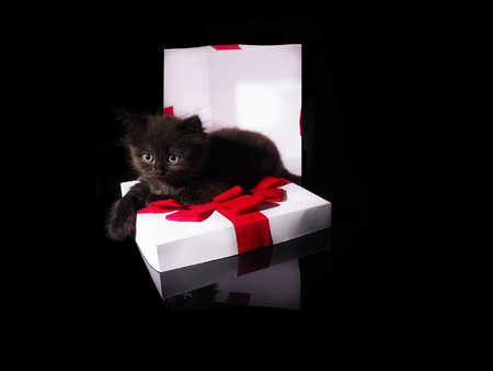 Beautiful kitten and white box with a red bow.の写真素材