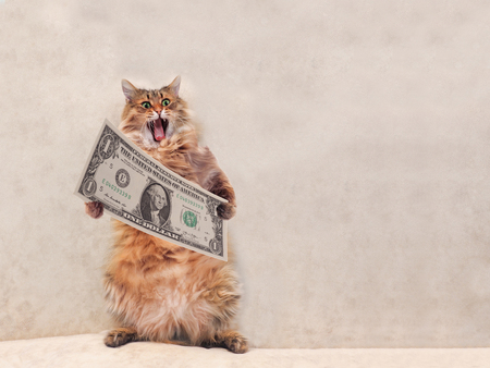 The big shaggy cat is very funny standing.shelter 4の写真素材