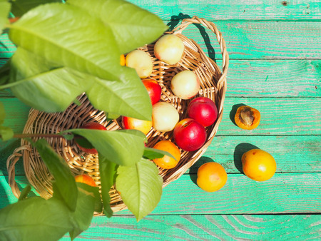 Tasty nectarines and apricots on a wooden table.の写真素材