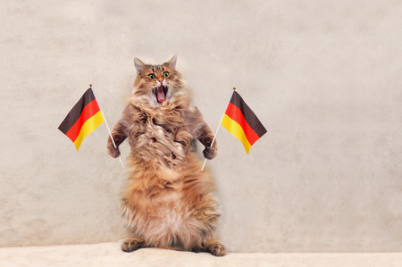 The big shaggy cat is very funny standing.flag .の写真素材