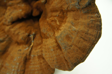 Ganoderma