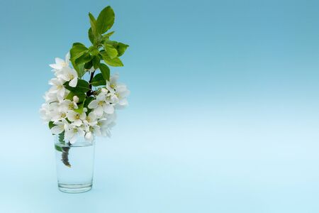 A branch with white flowers and green leaves stands in a vase of water on a blue background. Apple blossoms. Photo in pastel tones. Horizontal. The concept of a layout for a greeting card.Spring.の写真素材