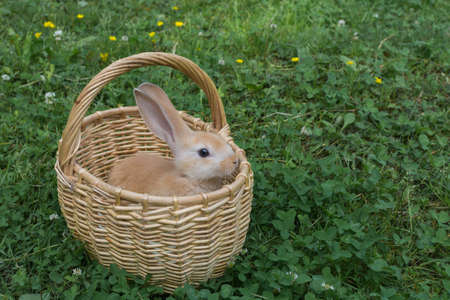 A small fluffy ginger rabbit sits in a wicker basket. On the street. Daylight. Summer. Close-up, horizontal photo. Easter bunny.の写真素材