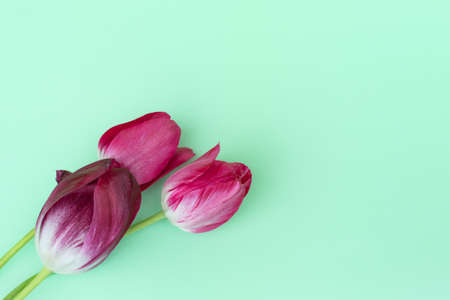 three bright, colorful tulips on a pastel green background. Layout for postcards, place for text....
