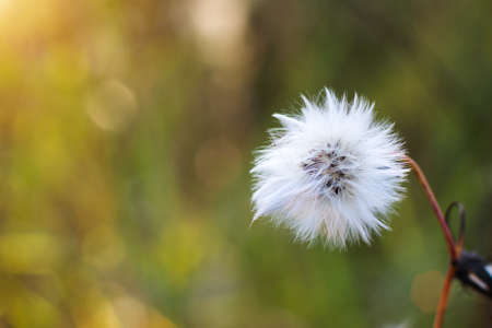 a small fluffy flower on a green background, growing in its habitat on an autumn day and illuminated by sunlight. Horizontal photo. Close upの写真素材
