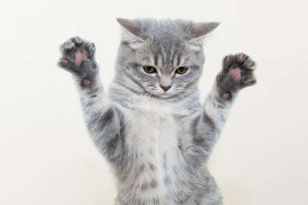 a funny serious gray kitten stands with raised paws and outstretched claws on a light background,...