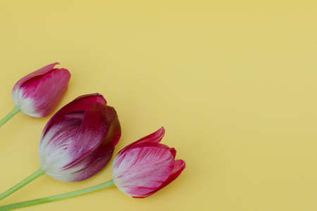 close-up of three scarlet tulips lie on a yellow background. Photo in pastel colors, horizontal, soft focus, place for text. Concept - layout for greeting cards, invitationsの写真素材