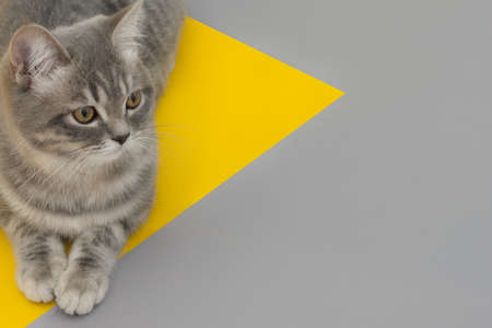on a yellow-gray background in the shape of a triangle lies a gray cat, looking to the side....