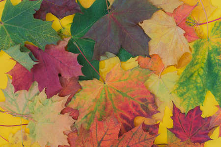 bright multicolored autumn maple leaves lie close-up. horizontal photo. Idea - use as background for...