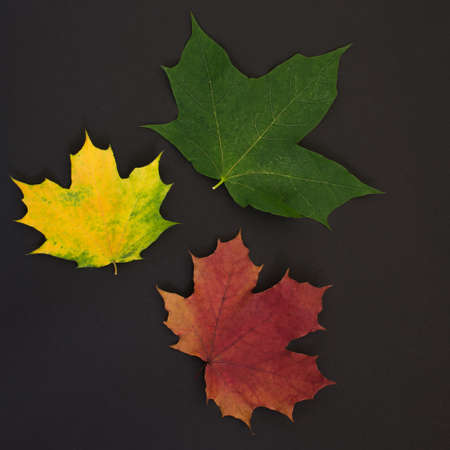 three multicolored maple lst, red, yellow, green, on a black background. The idea is autumn leaves,...