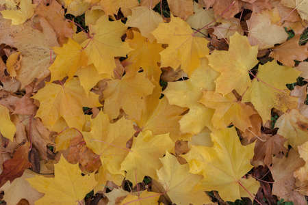 yellow autumn maple leaves, lie in a dense pattern. Top view. Background. The concept is autumn...