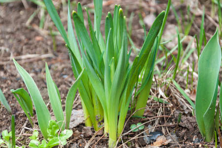 young green plants sprouted in early spring. first spring plants. idea - nature wakes up after a...