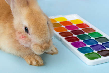 beautiful orange rabbit on a blue background, next to the watercolor. Horizontal photo, close-up. Concept - creativity.の写真素材
