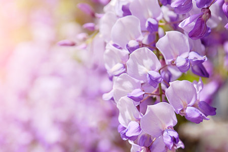 closeup blooming branch of wisteria. Beautiful spring flower, used in landscape design. Horizontal photo, soft focusの写真素材