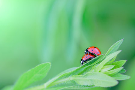 a pair of ladybugs, on a green leaf. Horizontal photo, copy spaceの写真素材