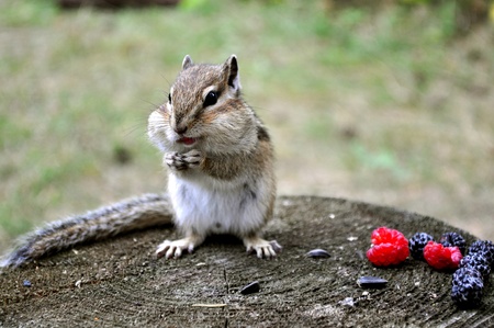 Chipmunk sitting on a stump and eat seeds and berriesの写真素材
