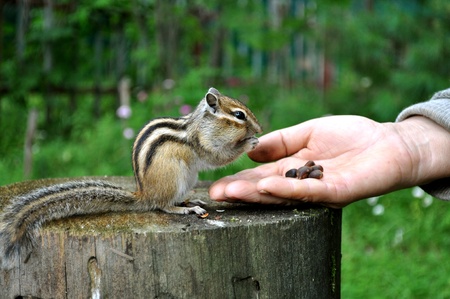 Chipmunk on a stubの写真素材