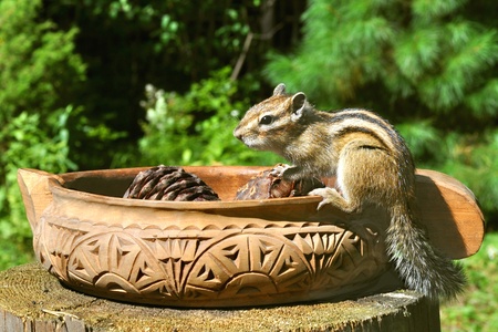 Chipmunk on the vase with pine conesの写真素材
