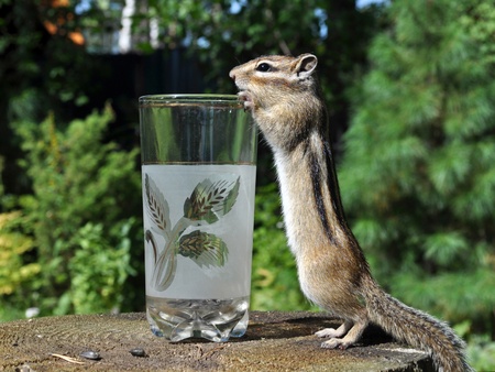 Chipmunk standing on its hind legs and peering into the glassの写真素材